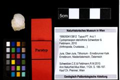 Foto (Objekt + Etiketten) von Cycloprosopon stenofrons (Schweitzer & Feldmann, 2010) 